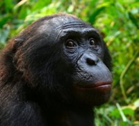 Male_Bonobo_Lola_ya_Bonobo_2008.jpg