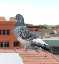 pigeon-302720_1920.jpg