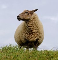 sheep-784562_1920.jpg