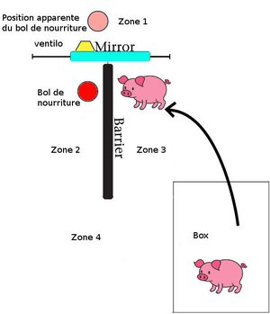 Schema-test-miroir-cochons.jpg