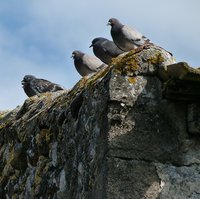 pigeons-263306_1920.jpg