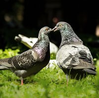 pigeons_birds-932443_1920.jpg