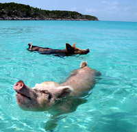 pigisland.png