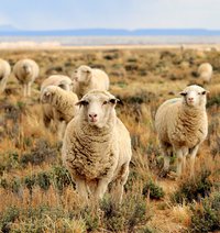 sheep-931136_1280.jpg