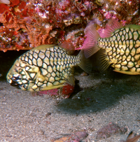 poisson pomme de pin