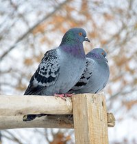 pigeon_cappodocia-722611_1920.jpg